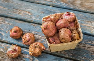 Gladiolus bulbs