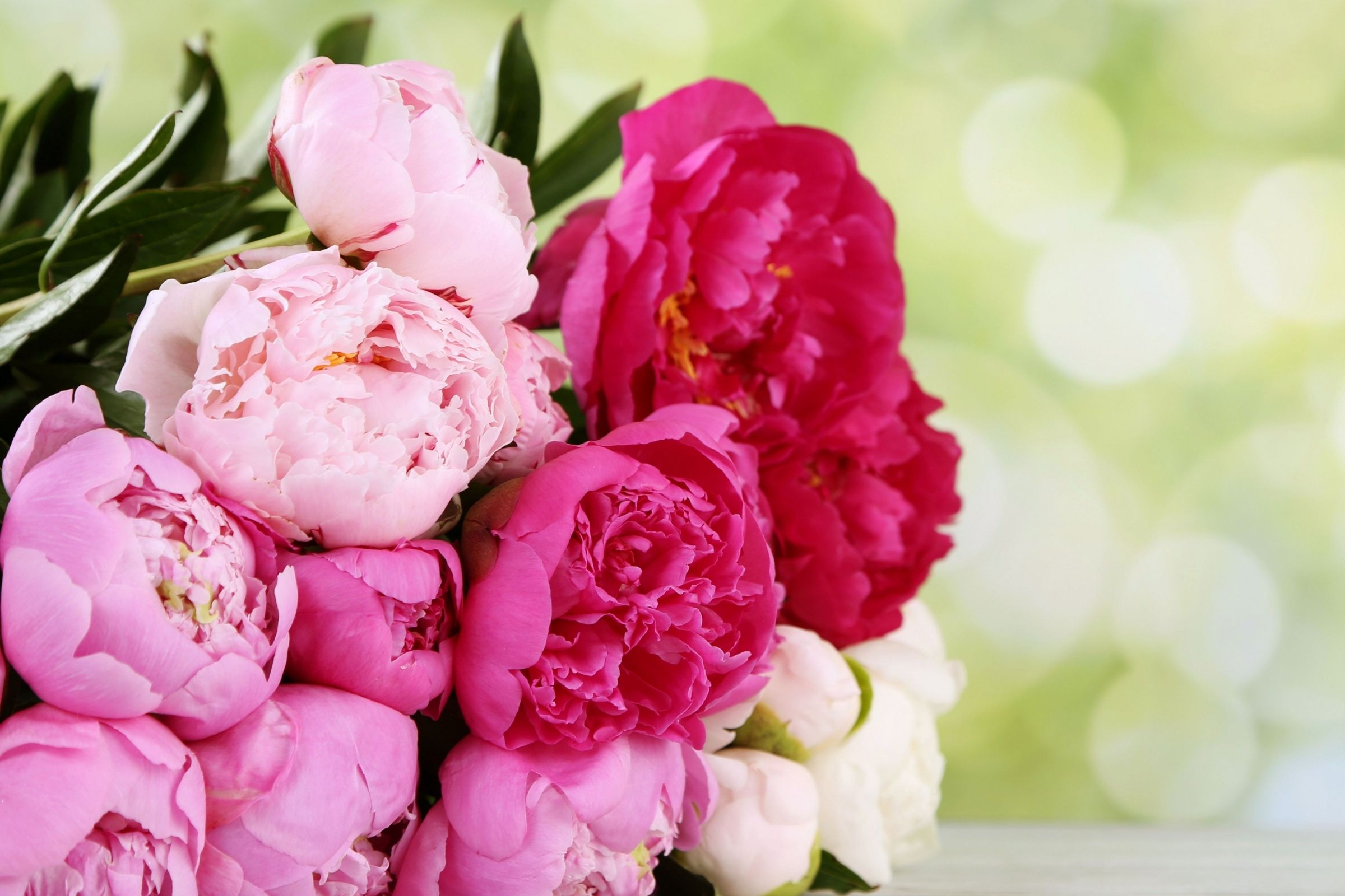 Direct planting of freshly harvested tree peony seeds 