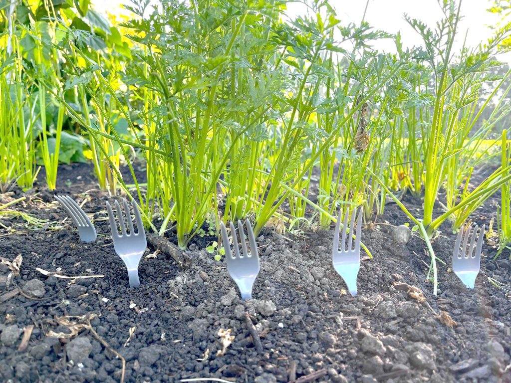 Garden Hack protect the carrots 