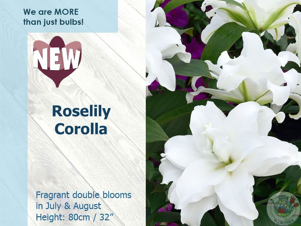 New For Spring 2018 - Roselily Corolla | Florissa | Flowers, Roses