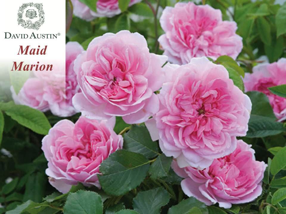 Maid Marion - David Austin Roses | Florissa | Flowers, Roses, Fruits