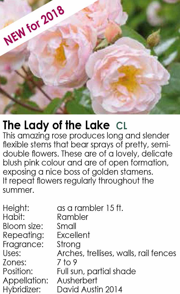 The Lady of the Lake - New for 2018 - David Austin Roses - Florissa ...