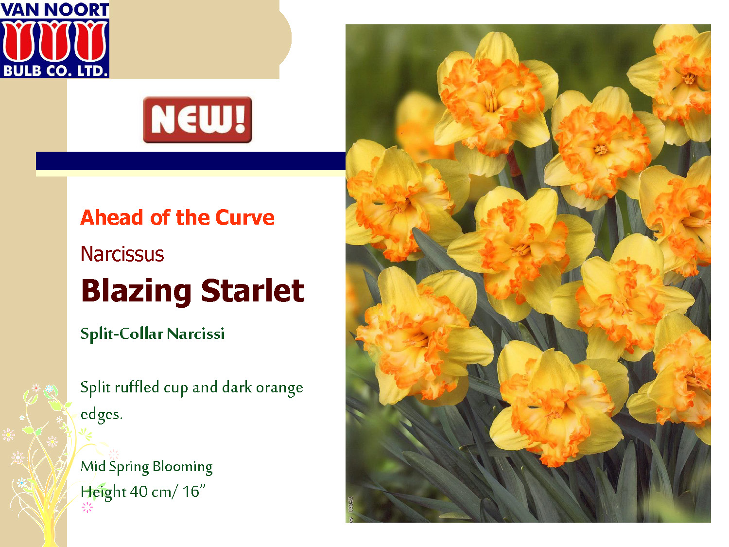 Нарцисс blazing starlet фото и описание