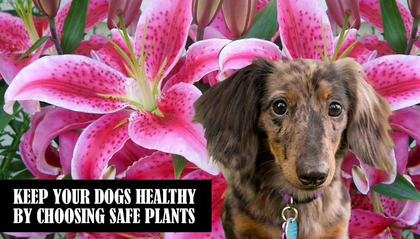 flowering plants safe for dogs