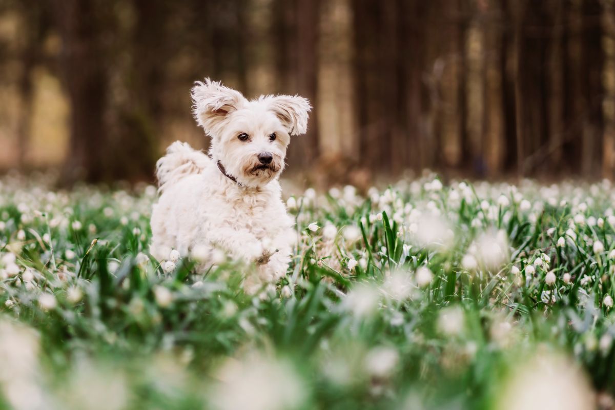 why does my dog eat moss