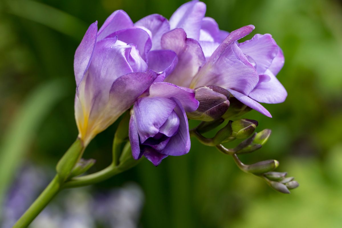 Freesia blue