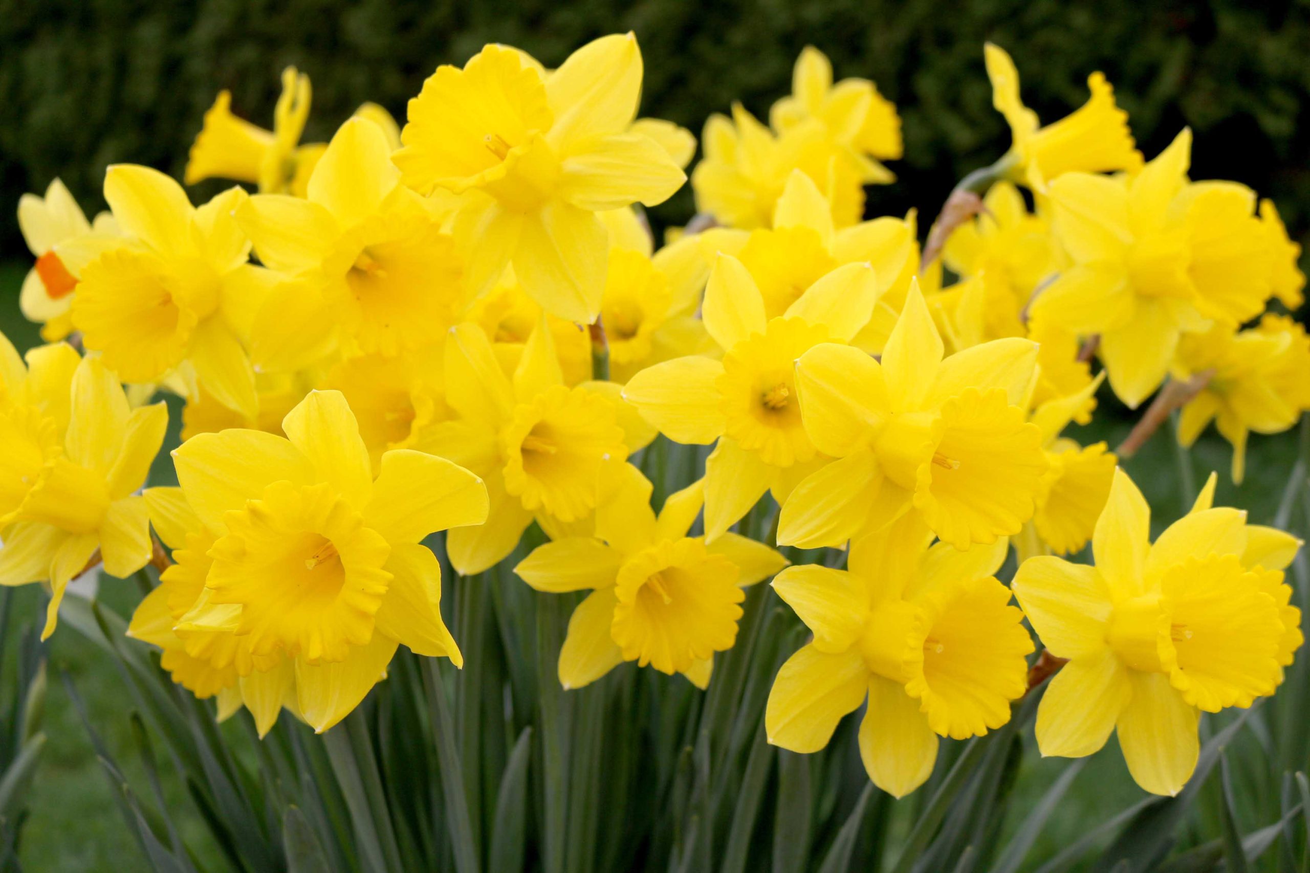 King Alfred - Daffodil Bulbs (Trumpet), Flower Bulbs