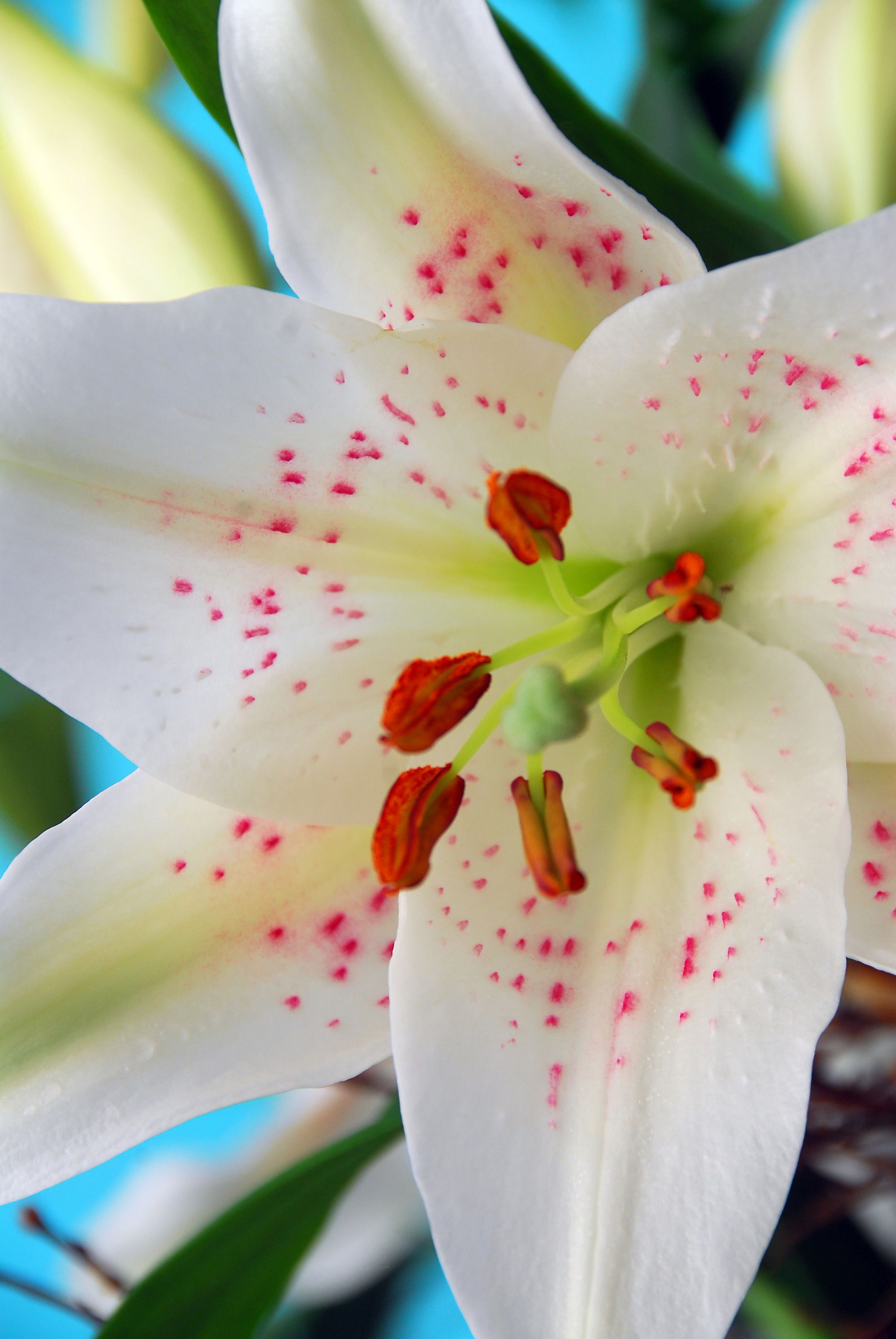 White Lily | Florissa | Flowers, Roses, Fruits and VeggiesFlorissa