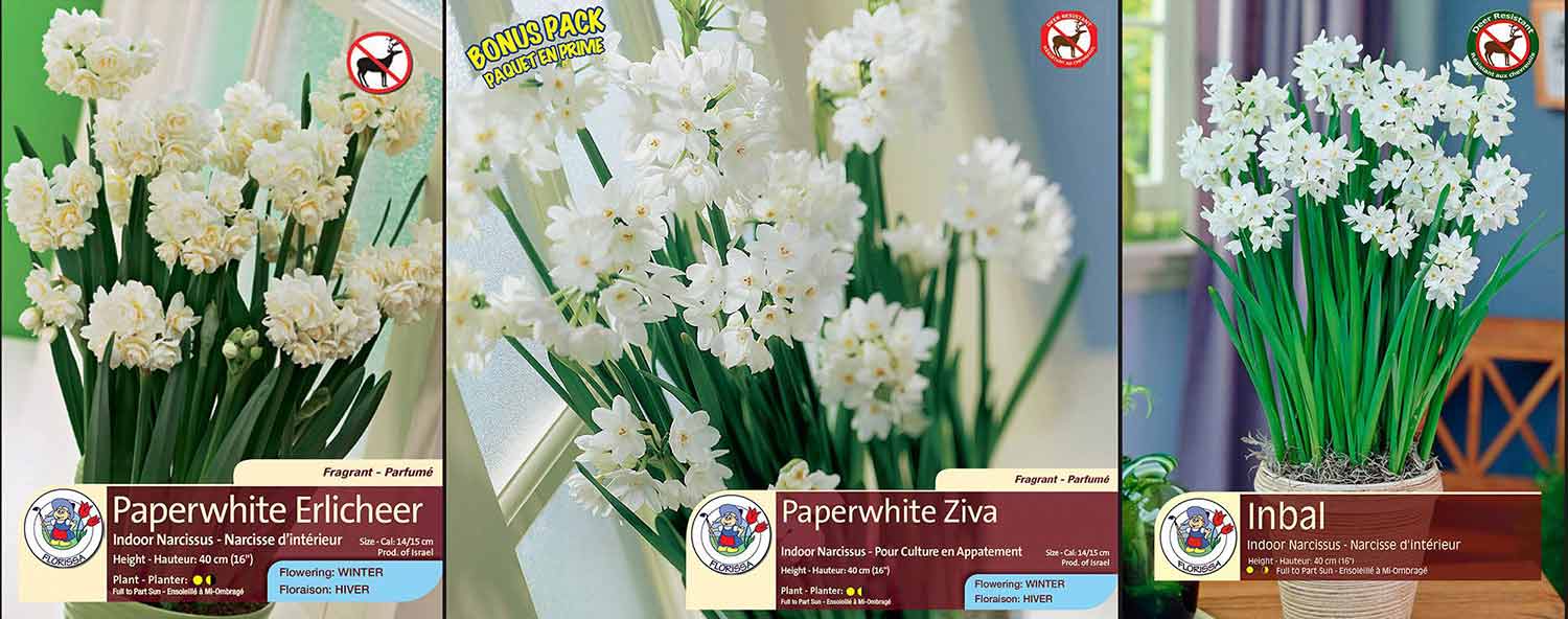 Forcing Paper Whites this Holiday Season - Florissa