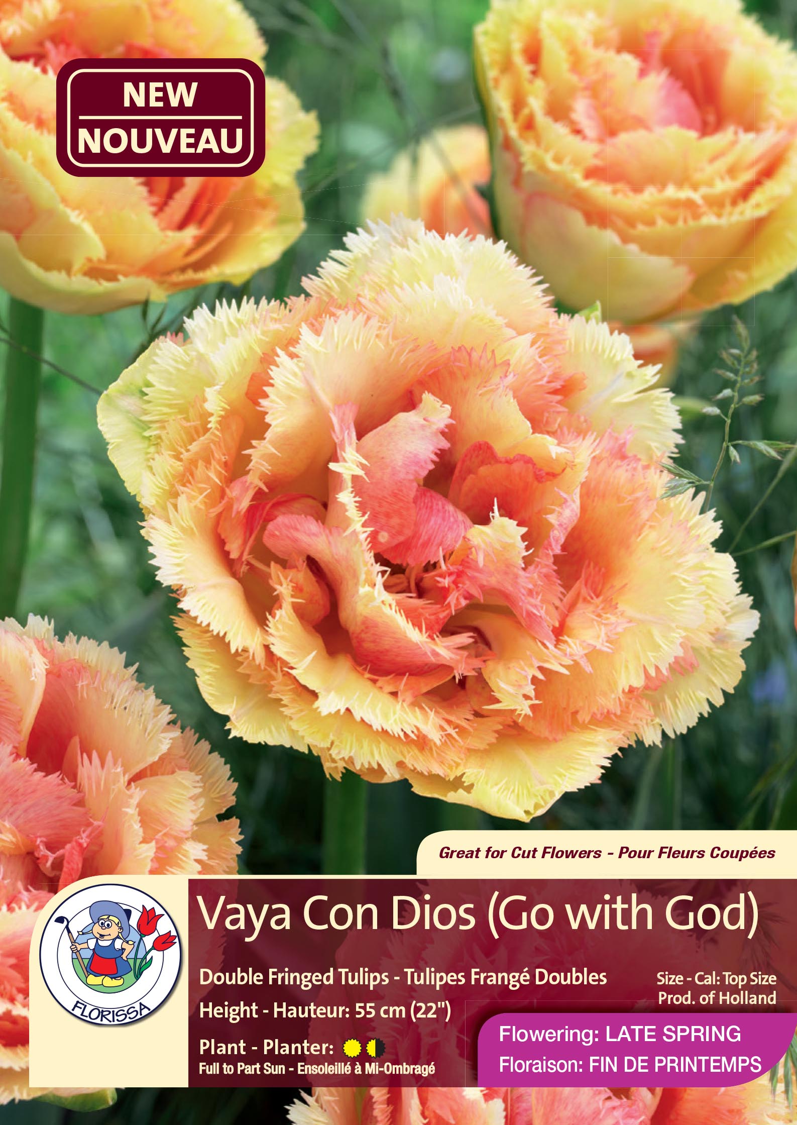 Vaya Con Dios (Go with God) - Double Fringed Tulips ...