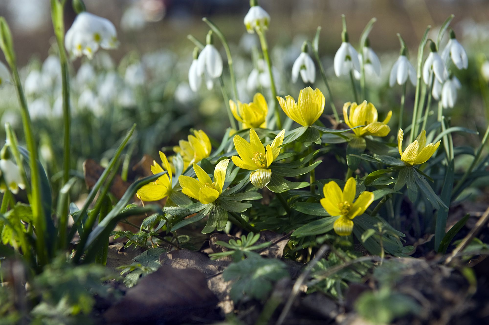 Yellow Eranthis - Flowering in Spring - Cover | Florissa | Flowers ...