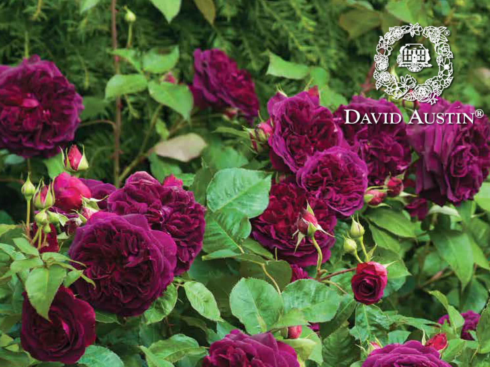 David Austin Roses 2017 Whats New Florissa Flowers, Roses, Fruits