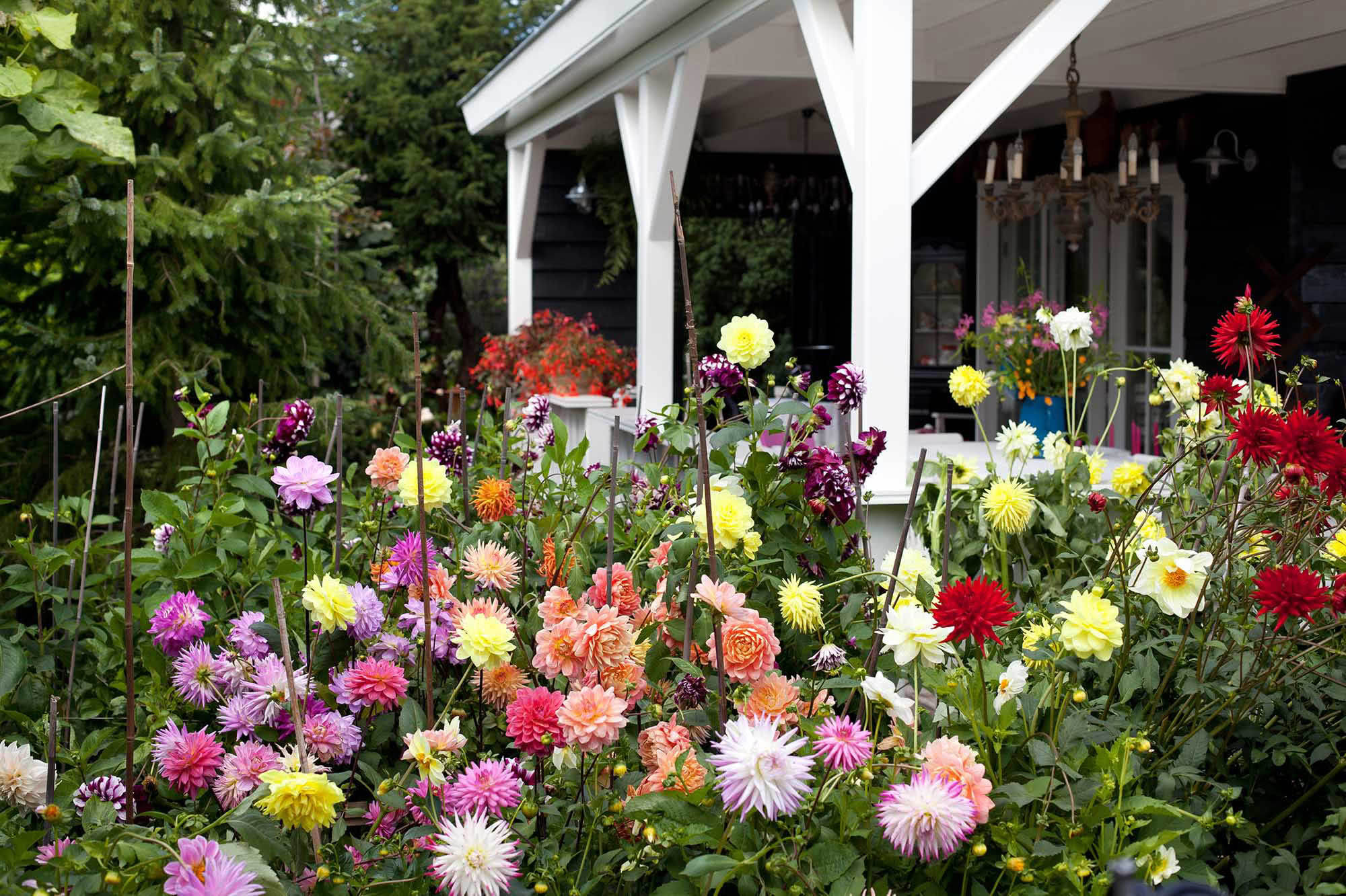 Start Growing Dahlias | Florissa | Flowers, Roses, Fruits and