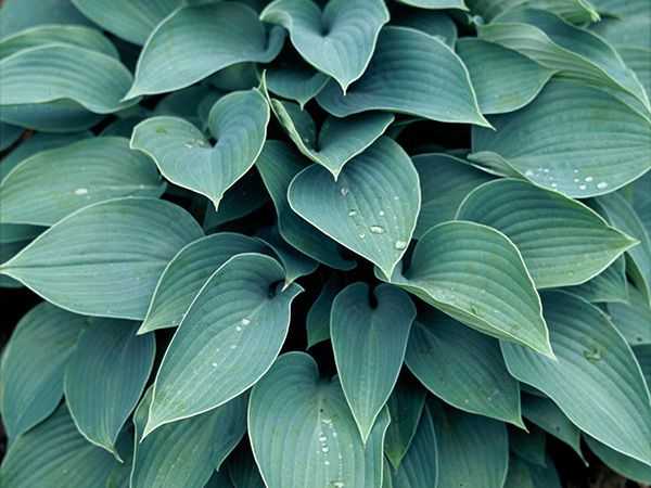 Hostas: Sun Tolerant and Slug Resistant - Florissa | Flowers & More