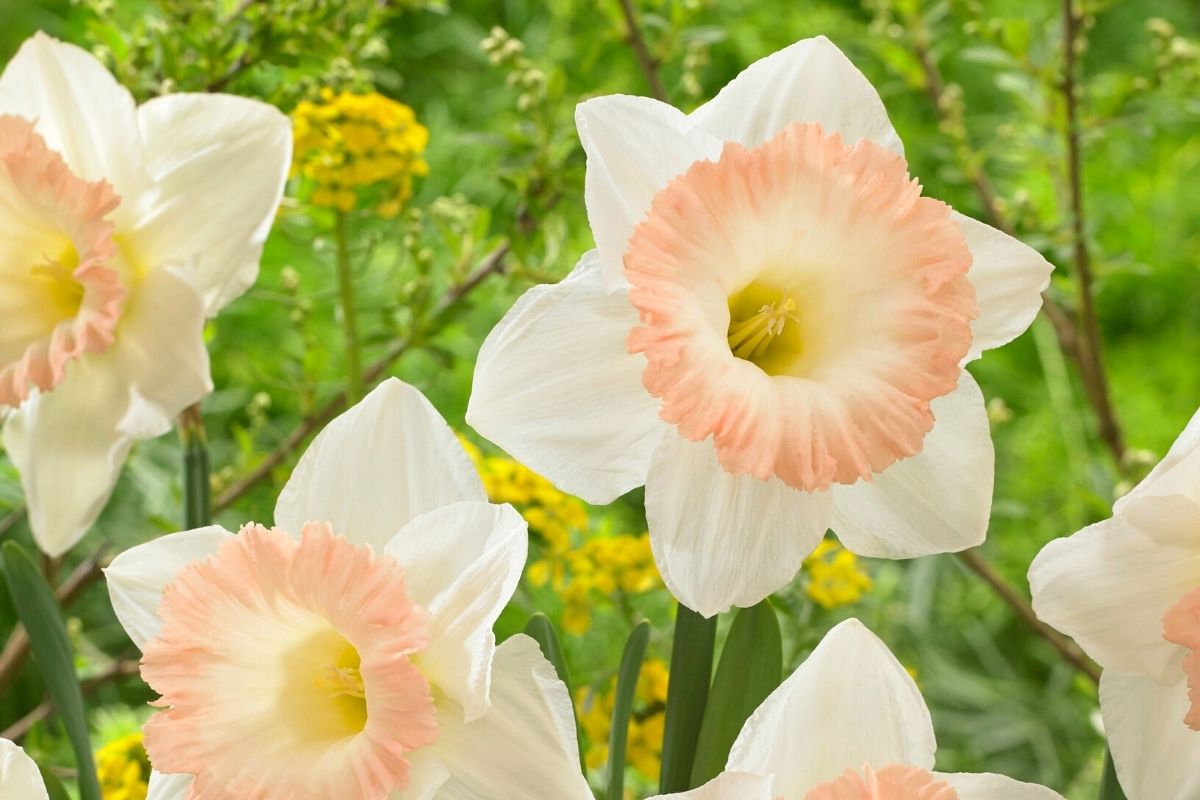 Delightful Daffodils Are Super Easy to Grow. Here's How