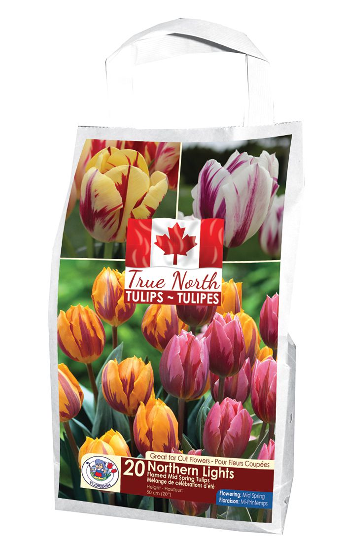 Northern Lights True North Tulips Flowering In Mid Spring