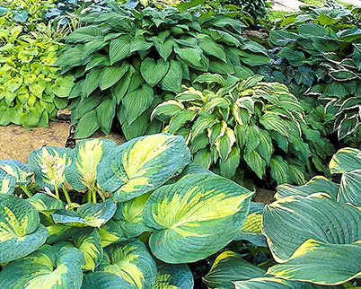 Hosta Mix | Florissa | Flowers, Roses, Fruits and VeggiesFlorissa ...