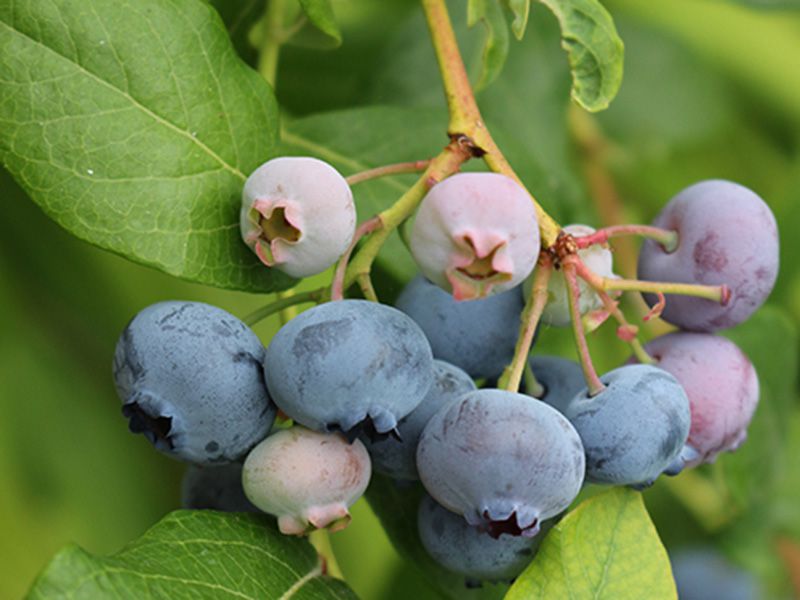 Berries and Cross-Pollination - Blueberry | Florissa ...