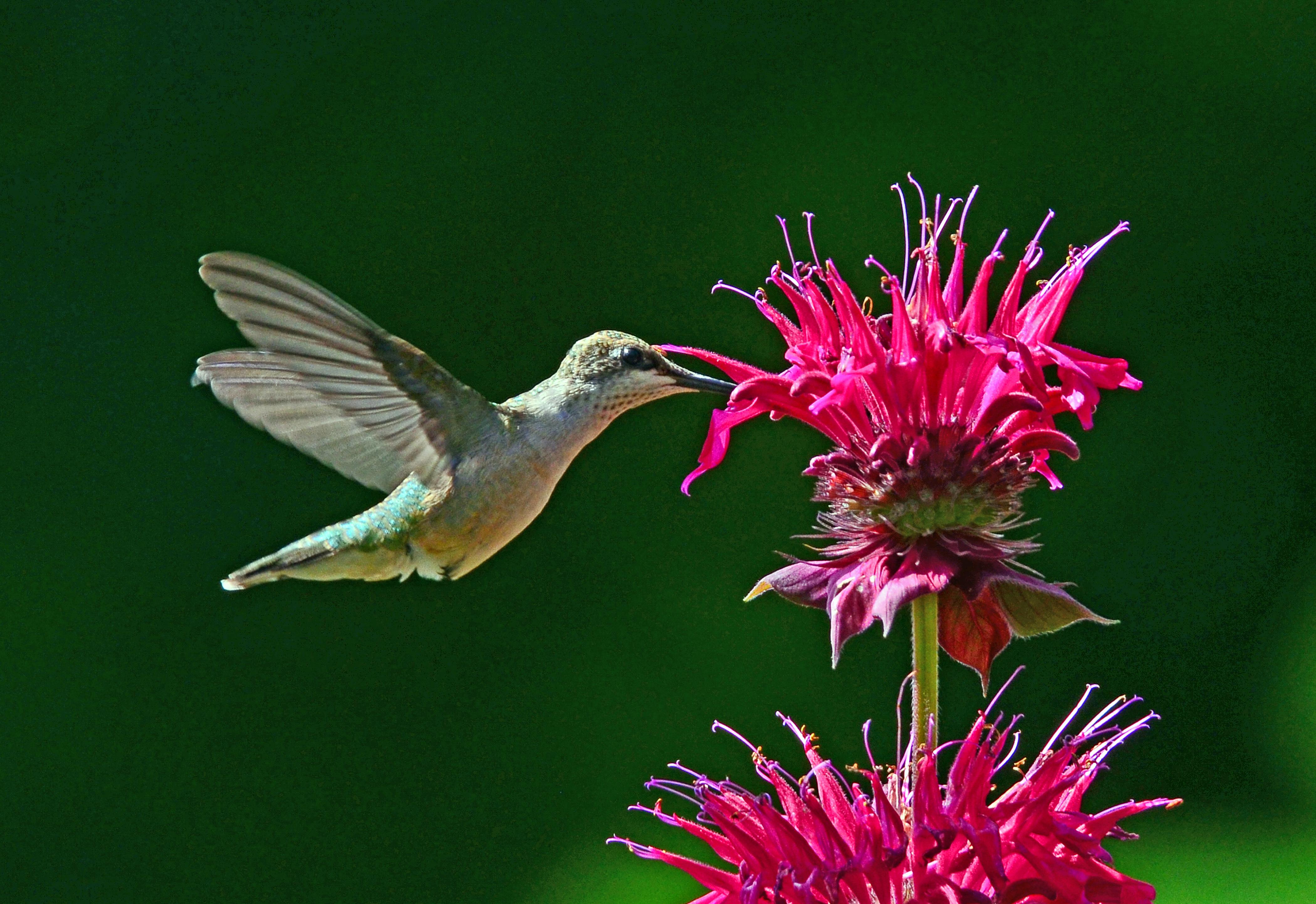 Ruby Throated Hummingbird | Florissa | Flowers, Roses, Fruits and ...