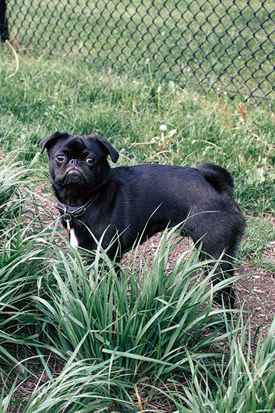 Dog Friendly Ornamental Grasses 