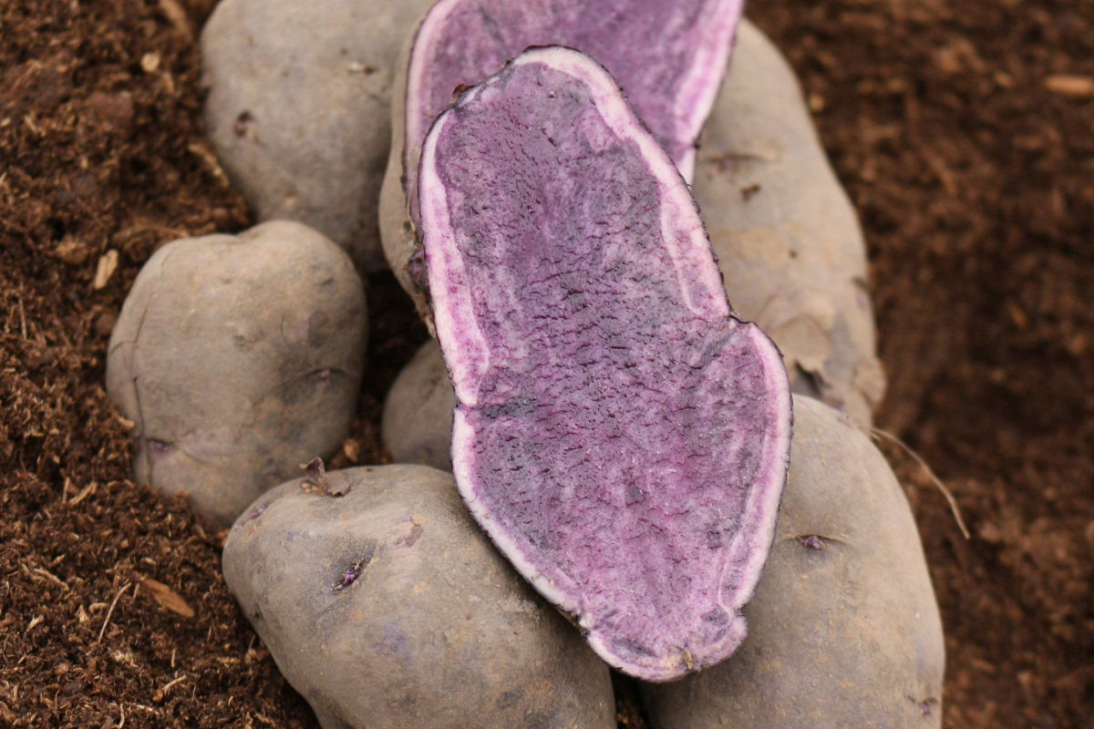 are purple potatoes safe for dogs