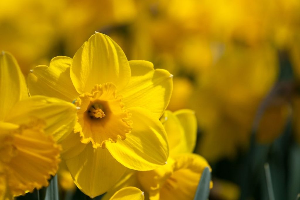 Spring Flowering & Pollinator Friendly Bulbs - Florissa