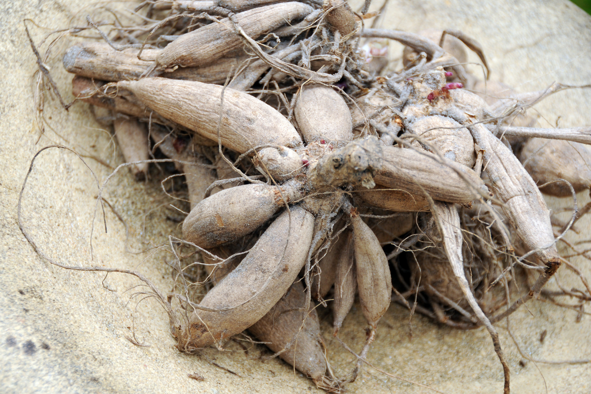 How to Lift and Store Canna Lilies for Winter