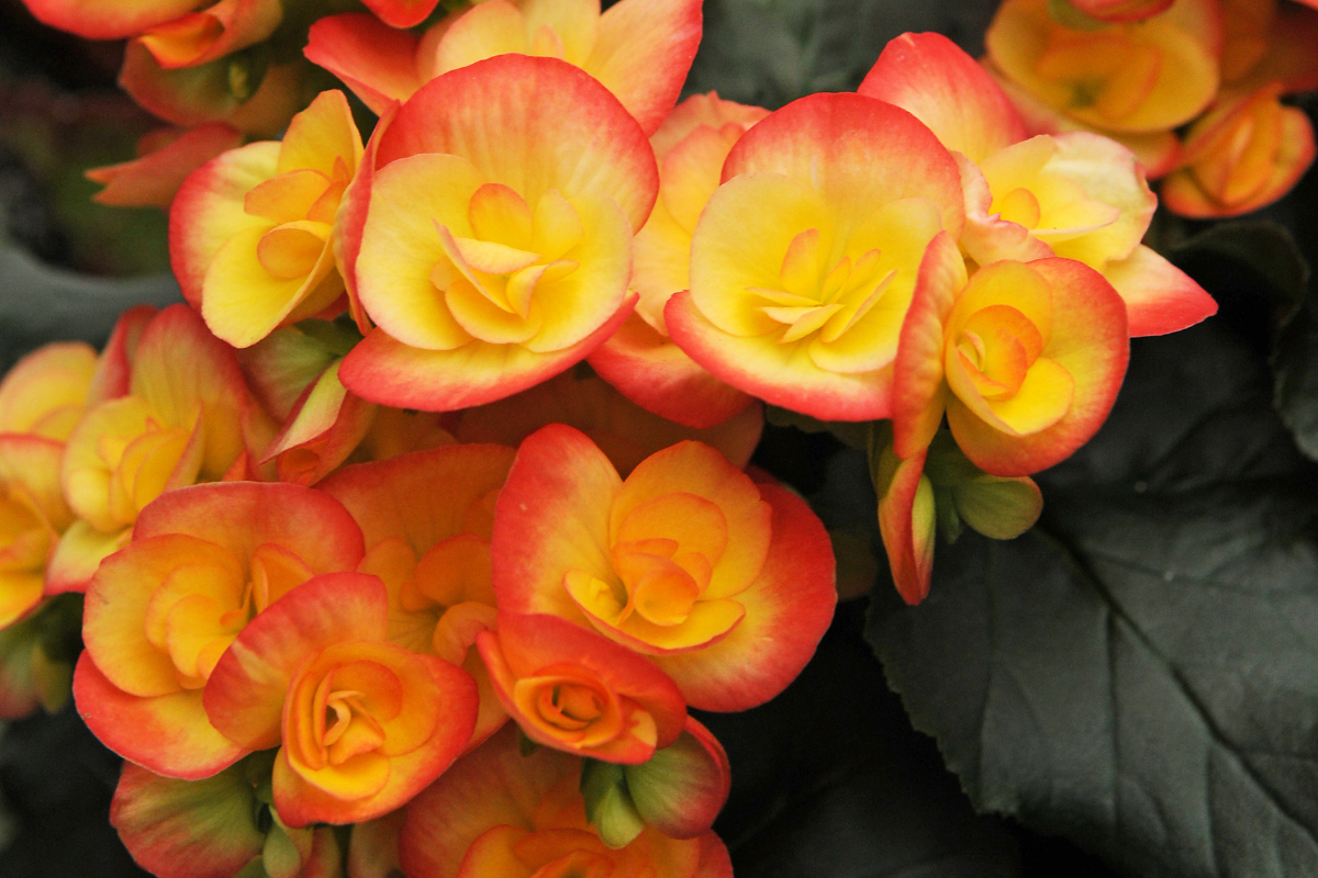 How to Grow Begonias - Florissa