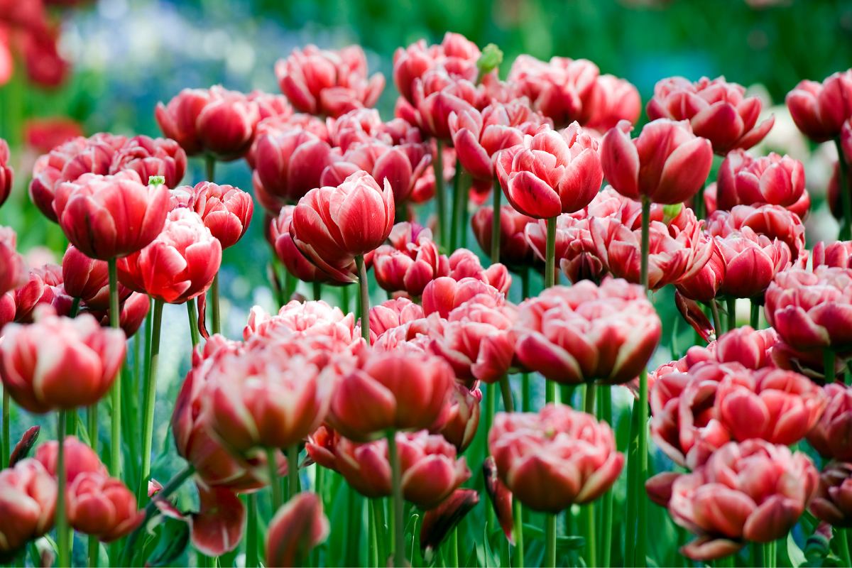 6 Tulips for Every Garden - Florissa