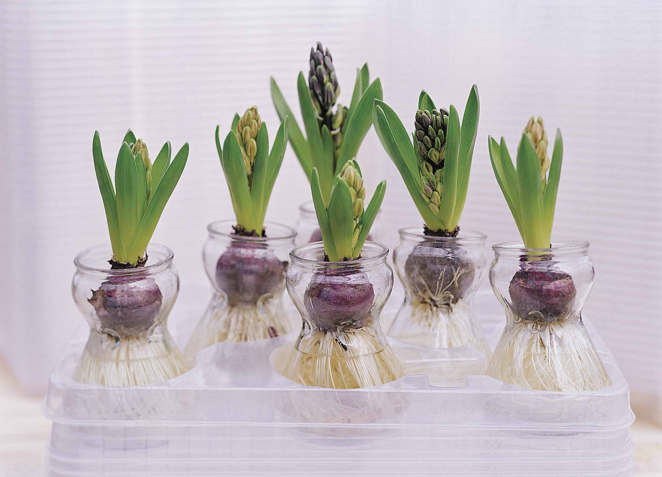 Сколько растут тюльпаны из луковиц в домашних