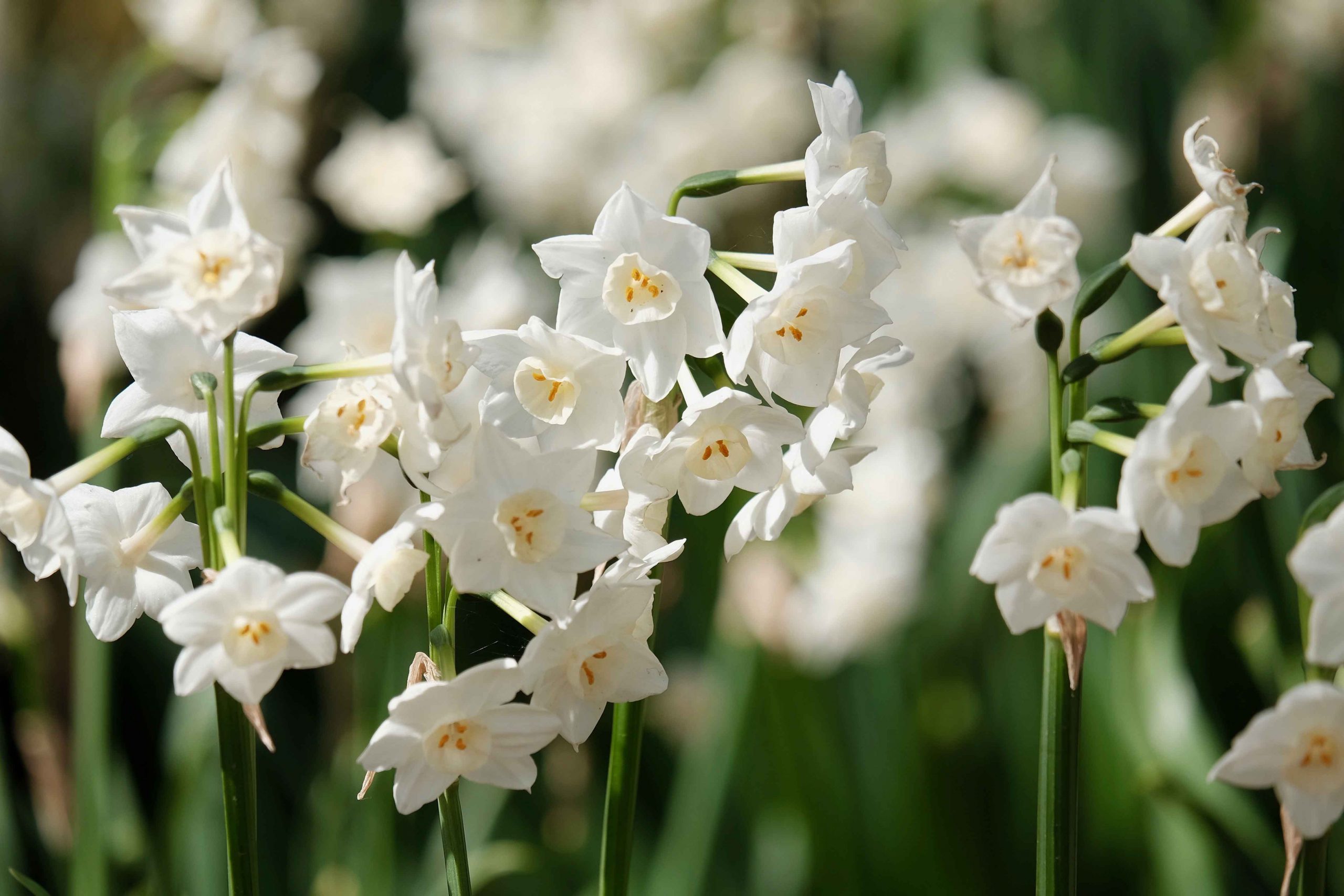 Цветок на ветке много цветов. Нарцисс Паперуайт. Тацетные нарциссы. Нарцисс (Narcissus). Нарцисс многоцветковый.