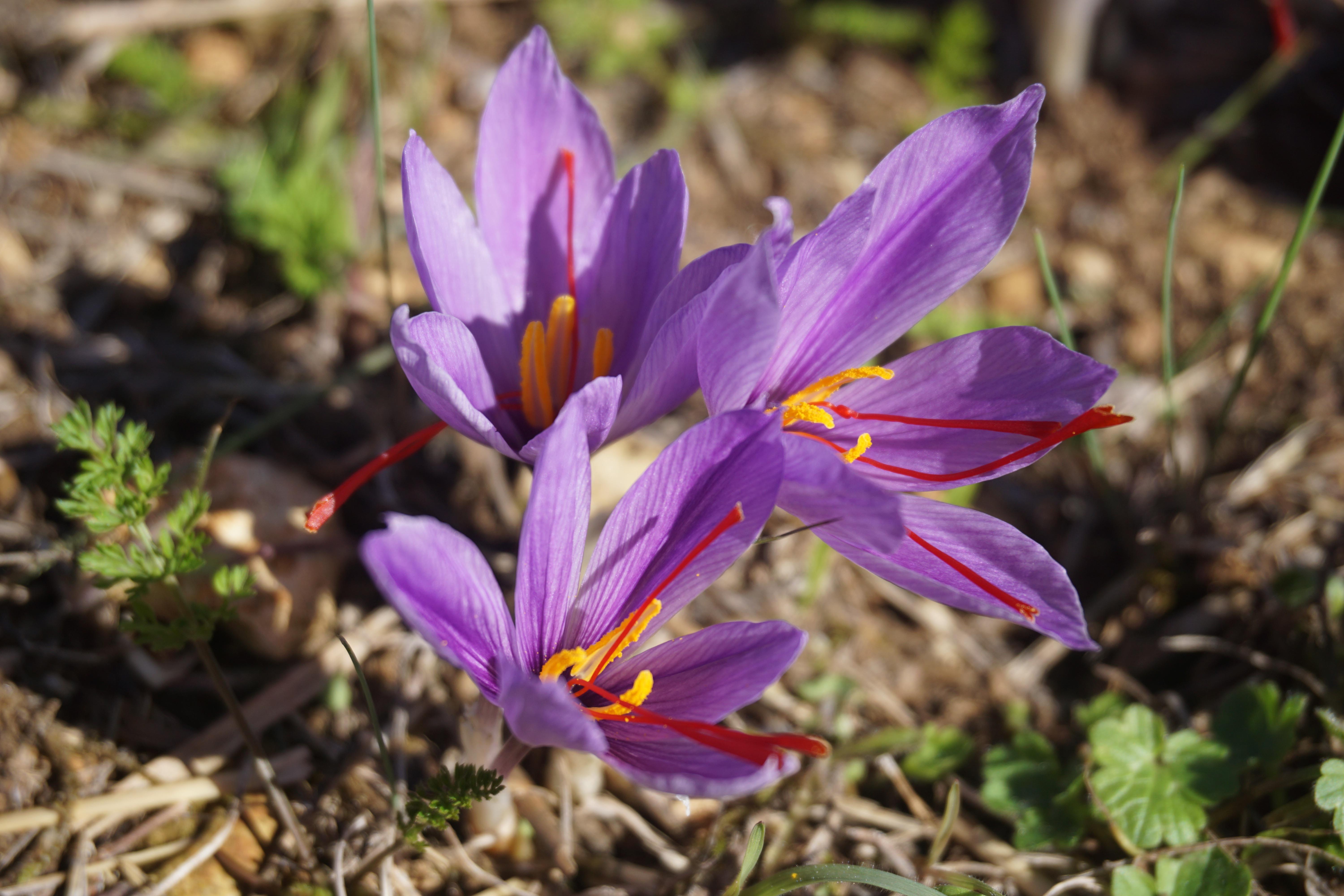 Шафран посевной. Крокус Шафран посевной. Крокус сативус Шафран. Шафран специя Крокус. Crocus sativus (Крокус сативус ) Шафран посевной.
