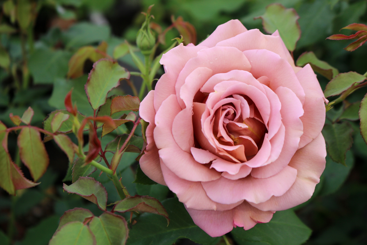 How to grow Scotch roses: hardy, scented and reliable - The Field