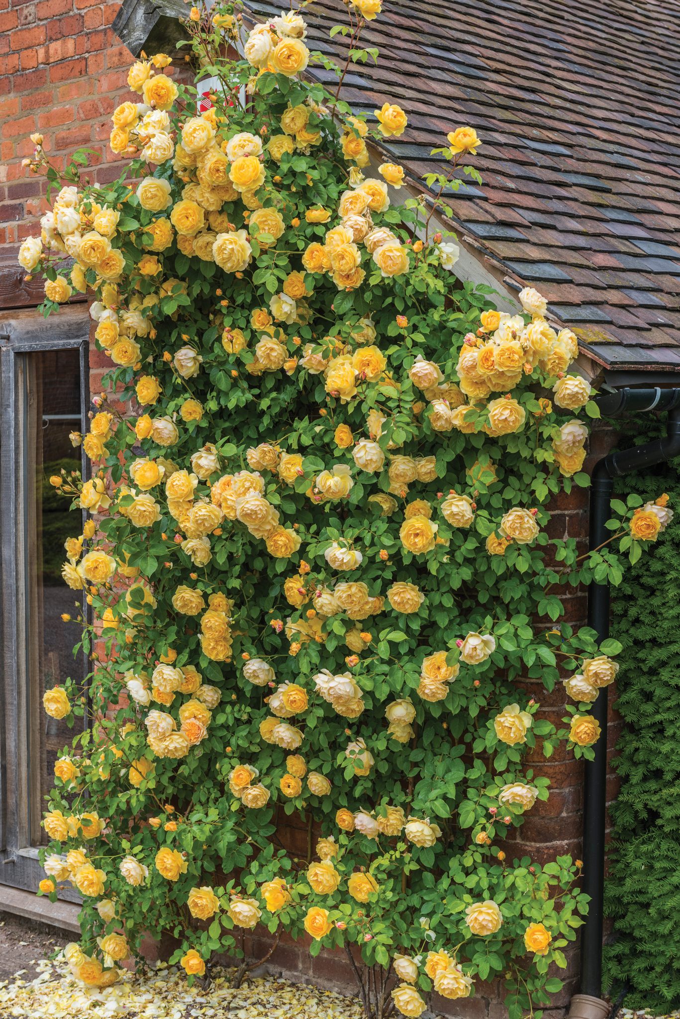 A Quick Guide to Taking Care of Your Roses - Florissa