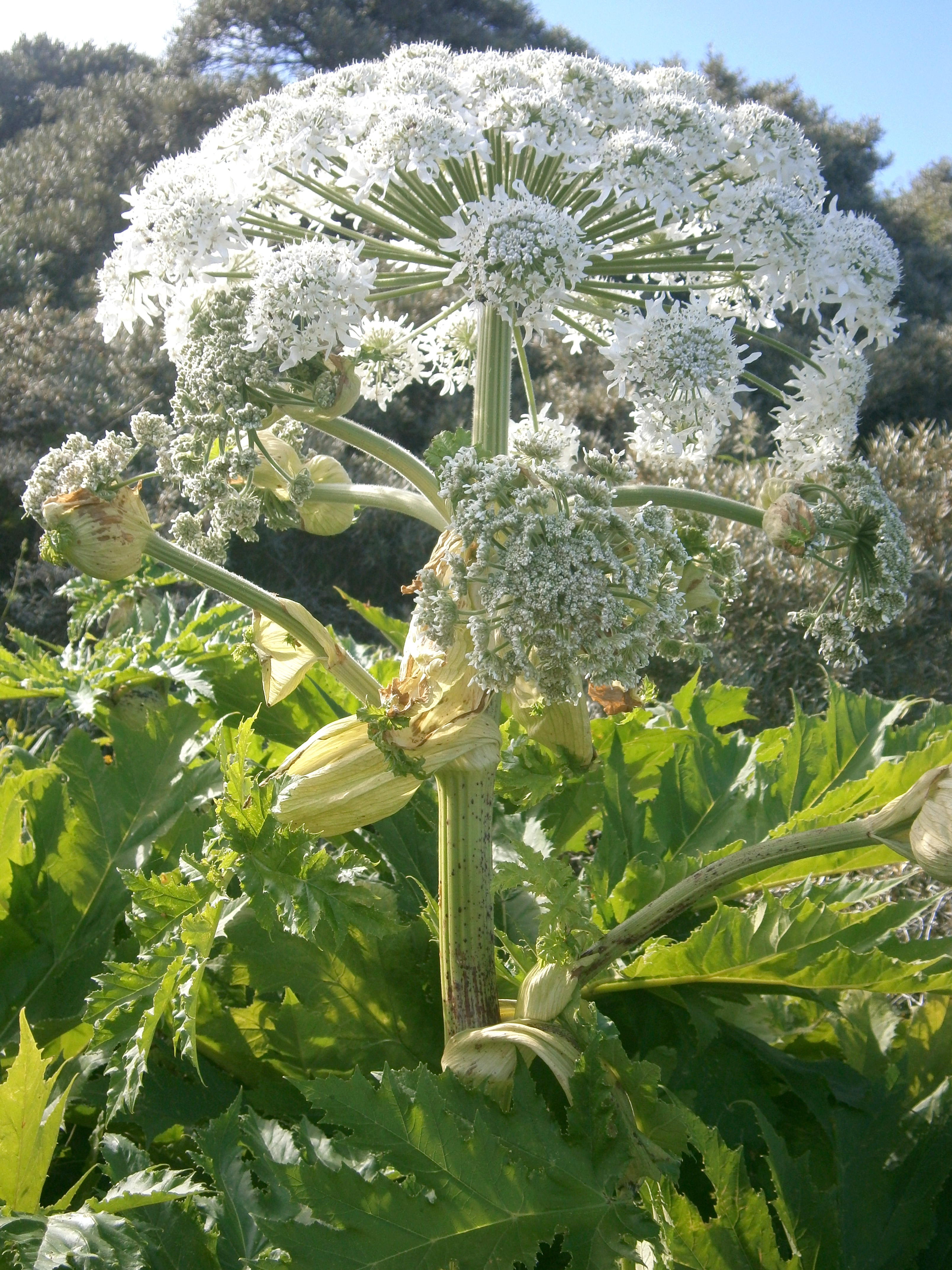 Борщевик Стевена Heracleum stevenii