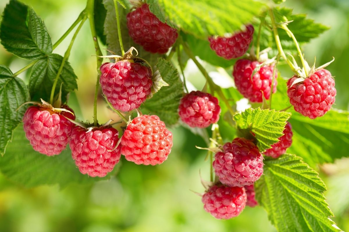 www raspberries trees