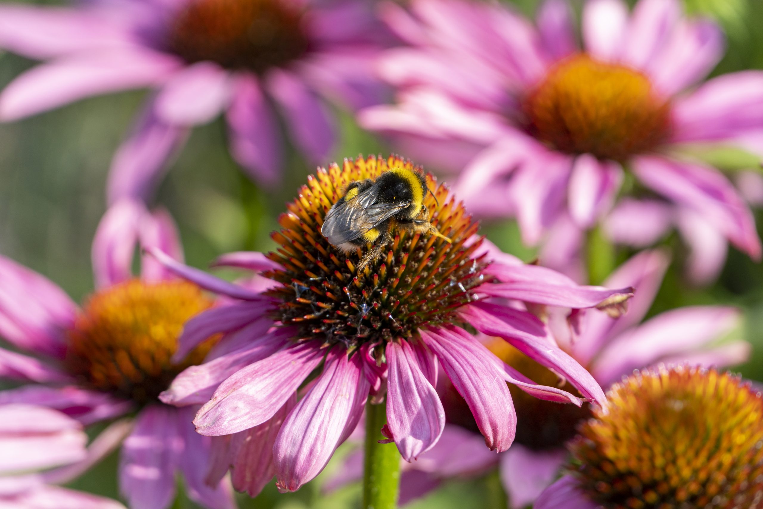 Another eye-catching plant in the Pollinator Garden on a perfect