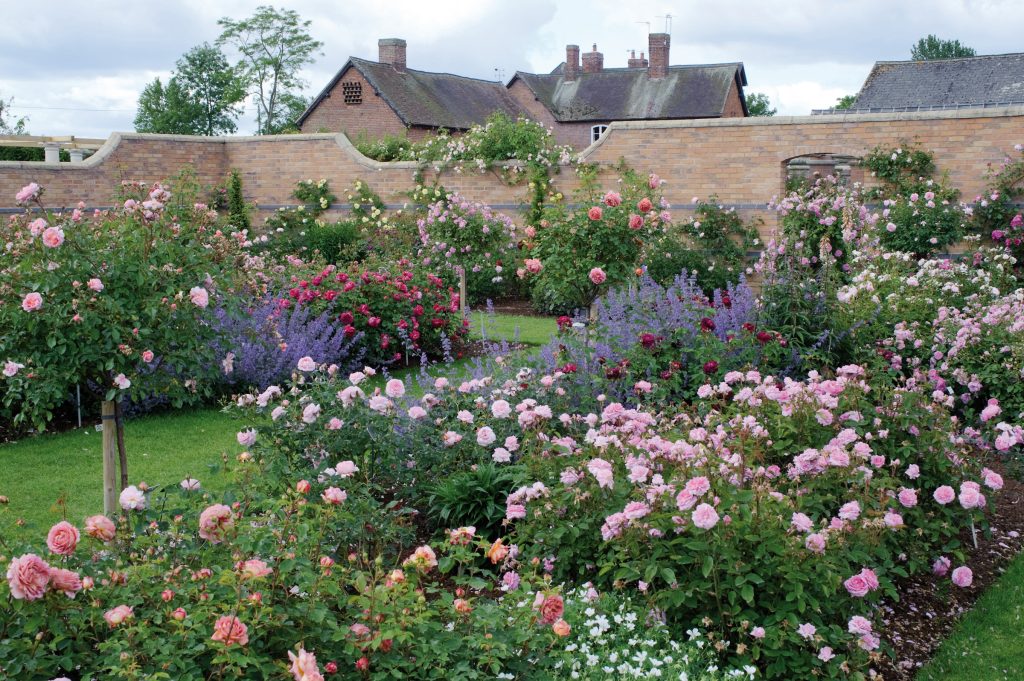 Create the Perfect Rose Garden - Florissa