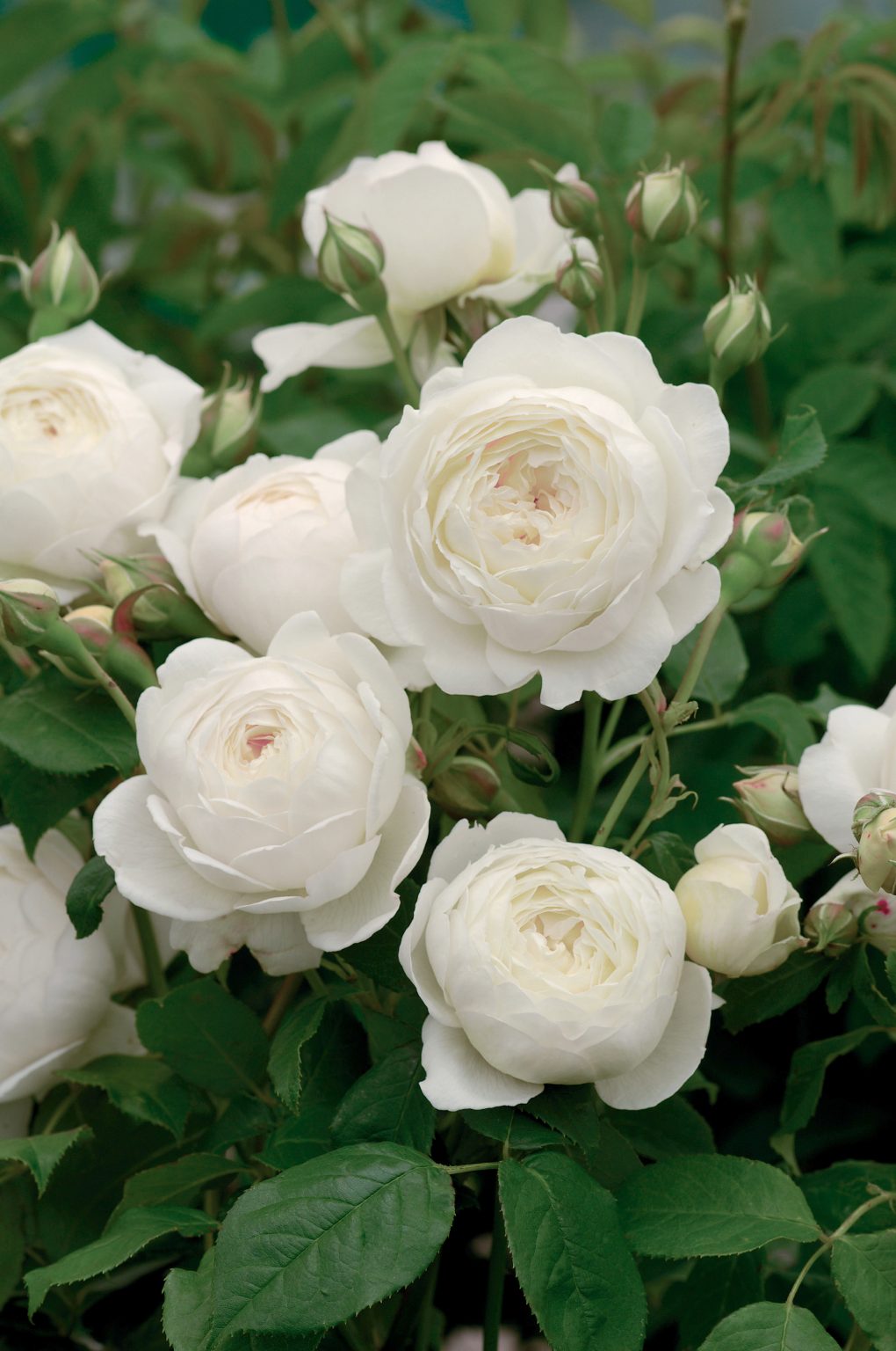 Create the Perfect Rose Garden - Florissa