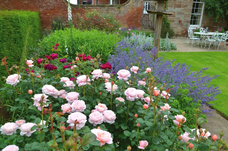 Create the Perfect Rose Garden - Florissa