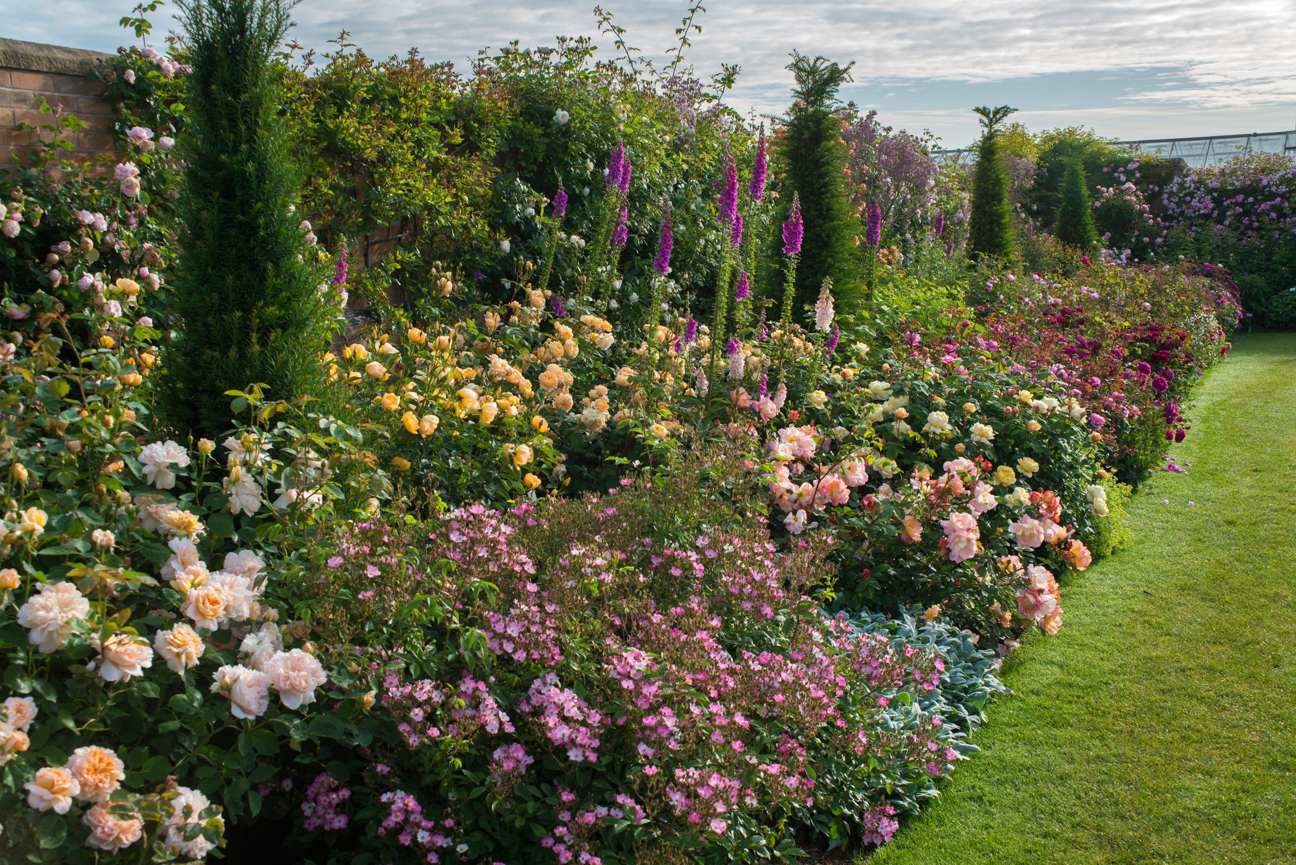 Image of Echinacea companion plant for drift roses