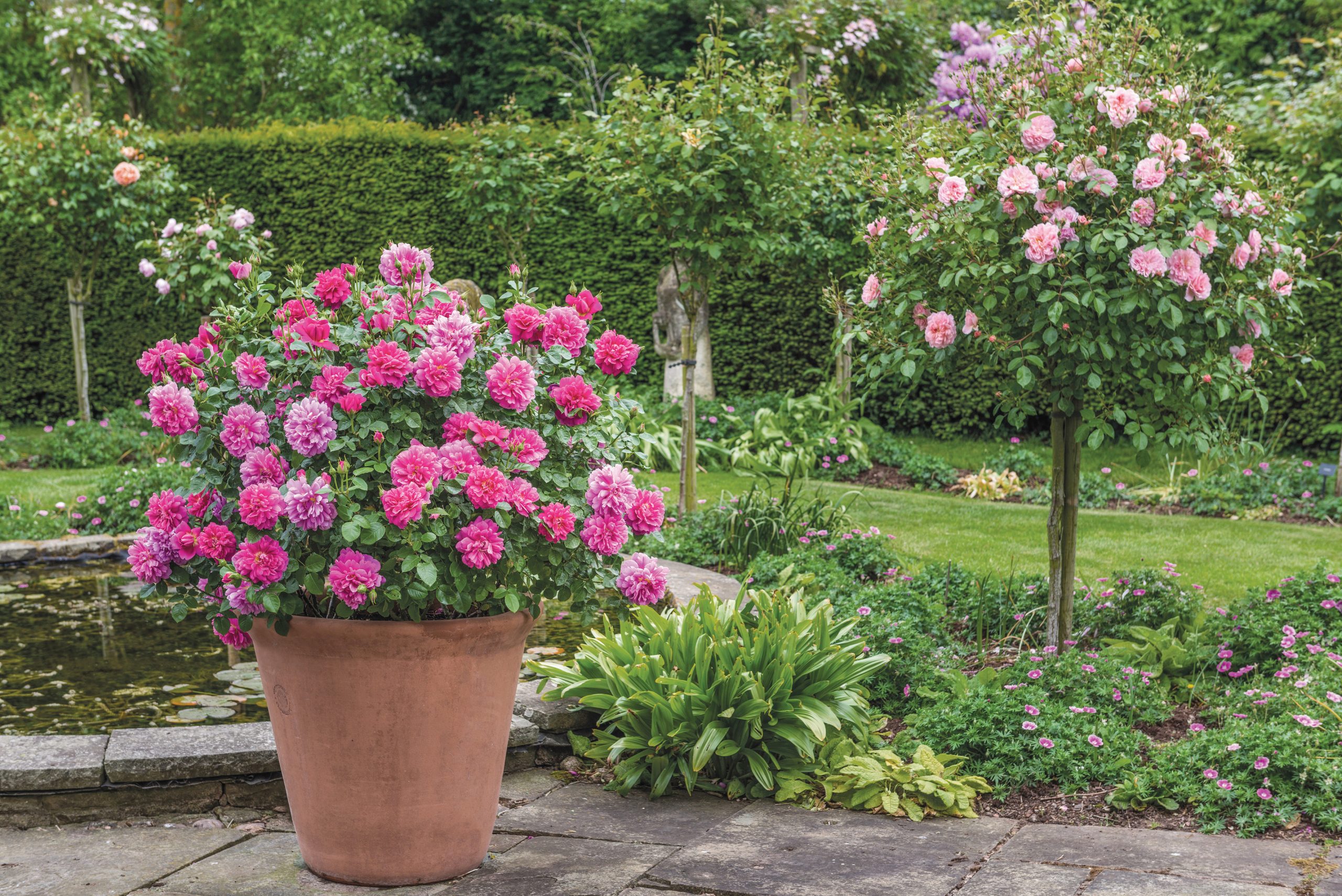 How to Grow Roses in Containers