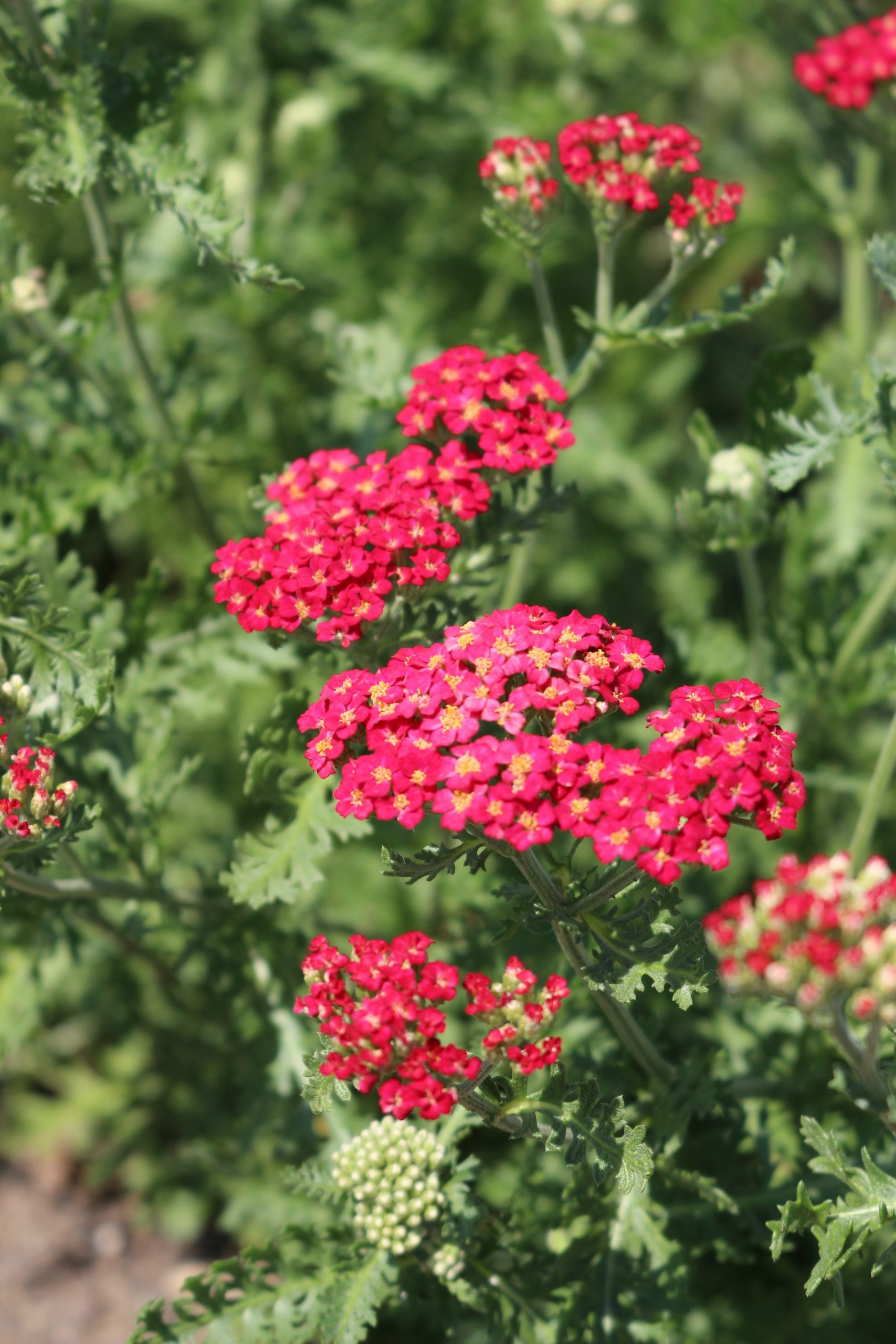 It’s Hot Out Here! 6 Drought Tolerant Perennials That Can Beat the Heat ...