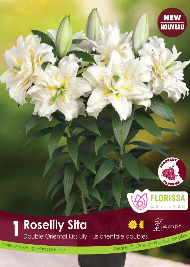 Stimulate your senses! Florissa's fragrant flower suggestions - Florissa