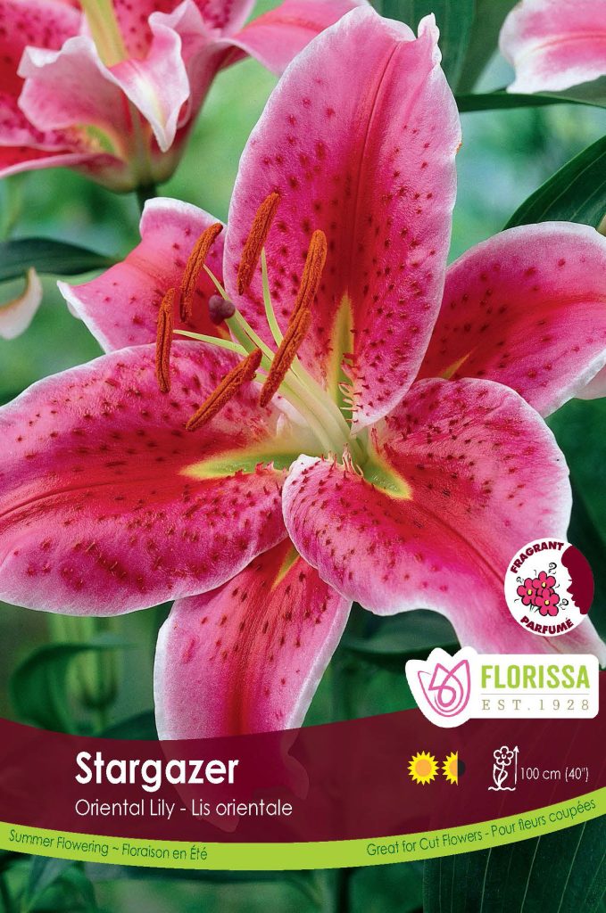 Stimulate your senses! Florissa's fragrant flower suggestions - Florissa