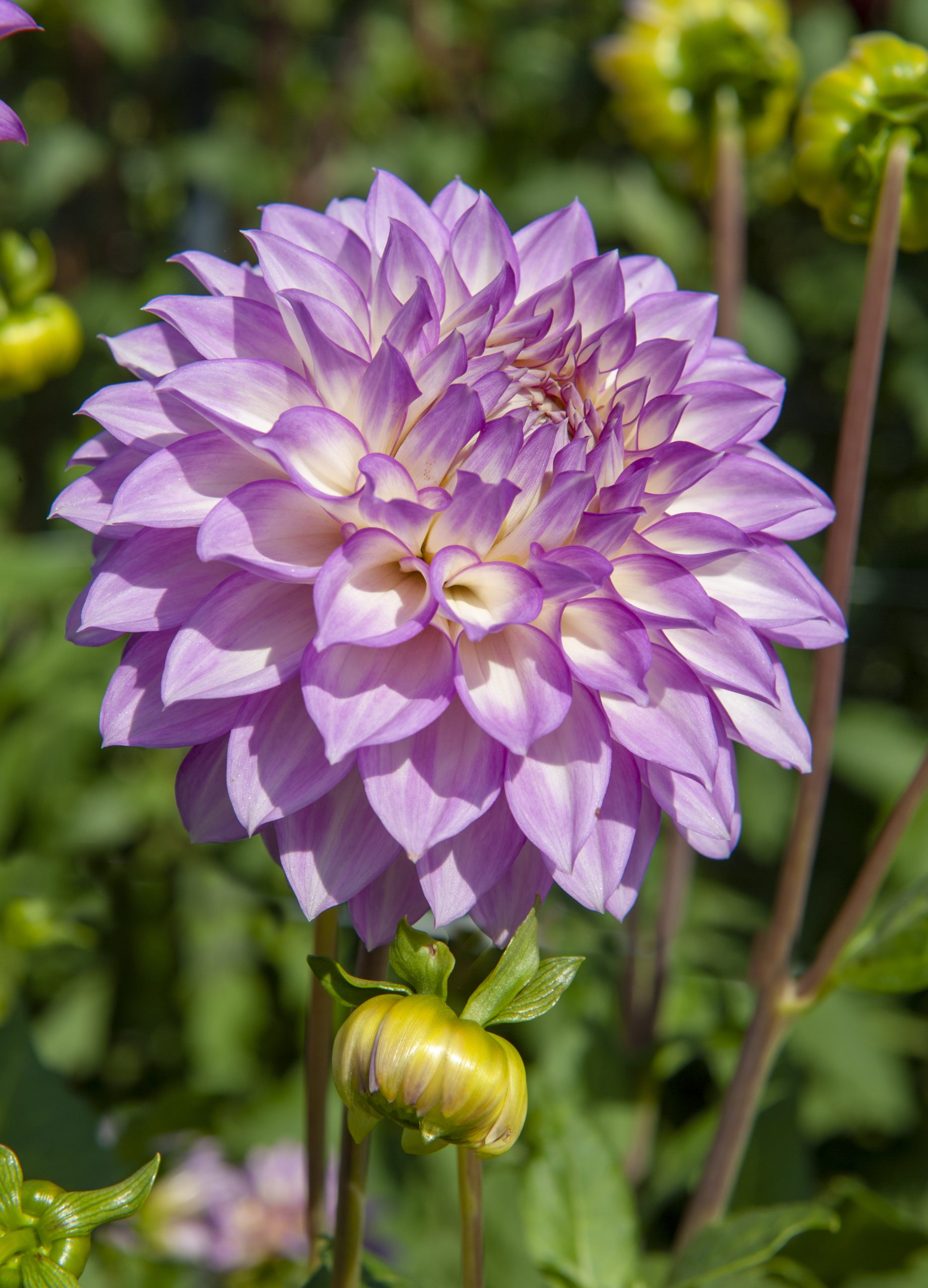 Start Growing Dahlias - Florissa