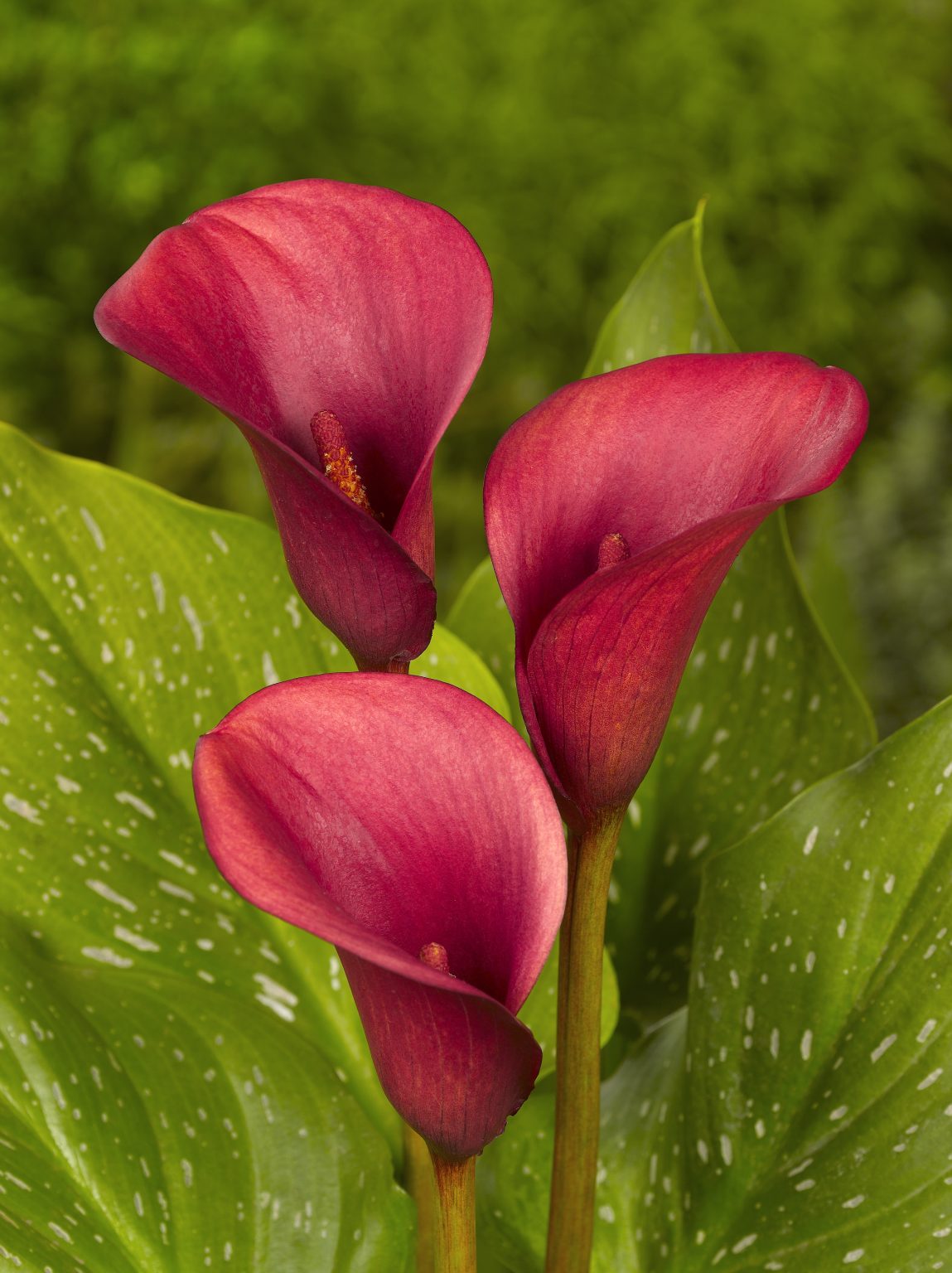 Calla Lily Red Alert 