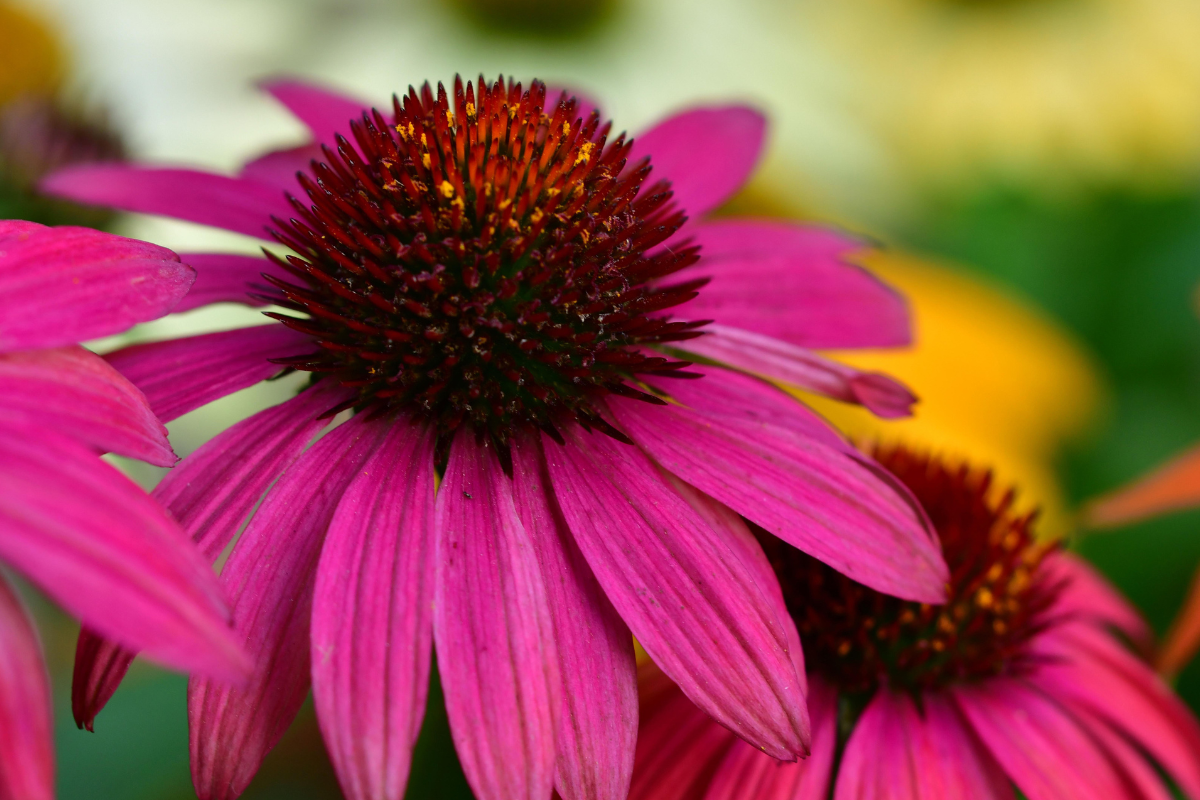 8 Magenta Plants for Your Garden Florissa