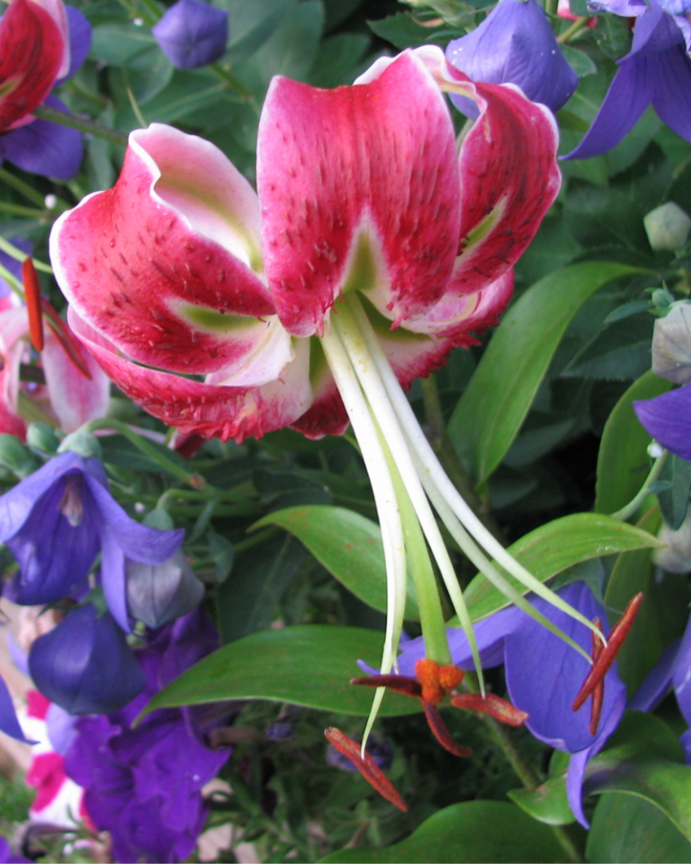 8 Magenta Plants for Your Garden - Florissa