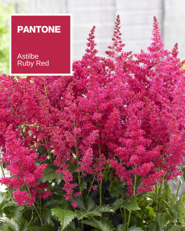 8 Magenta Plants for Your Garden - Florissa